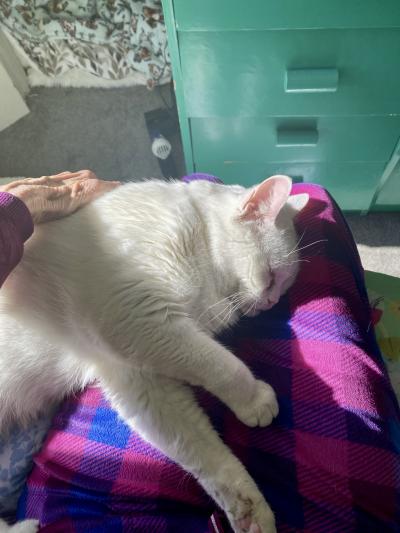 Sugar the cat sleeping on a person's lap